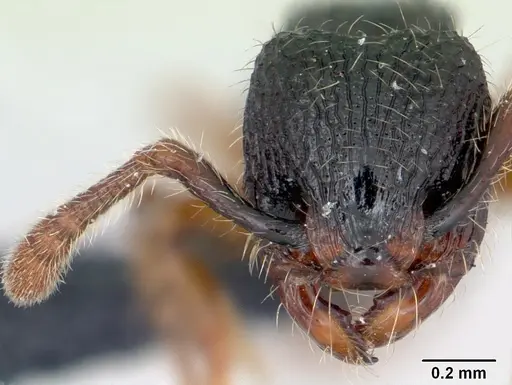 Myrmecina sinensis specimen