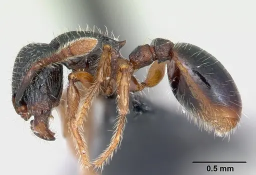 Myrmecina sinensis specimen