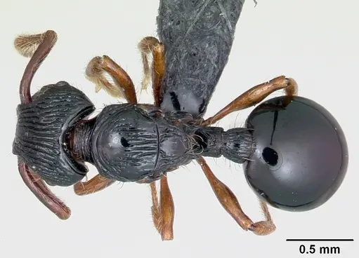 Myrmecina striata specimen
