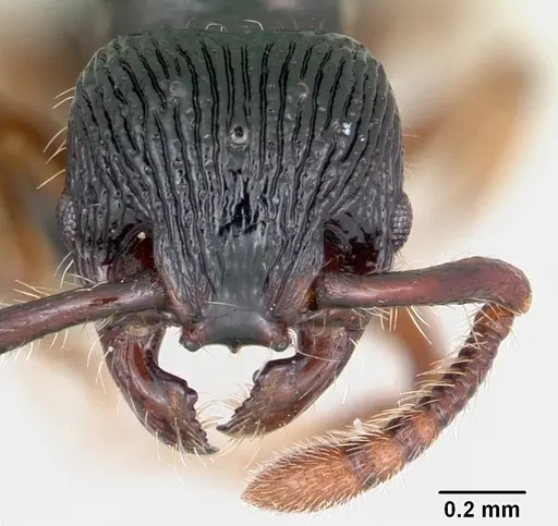 Myrmecina striata specimen