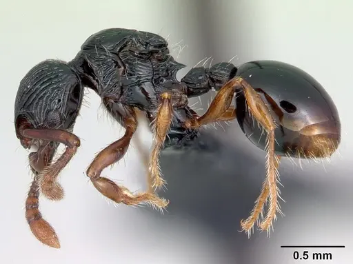 Myrmecina striata specimen