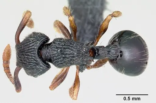 Myrmecina striata - CASENT0070295