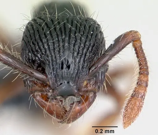 Myrmecina striata - CASENT0070295
