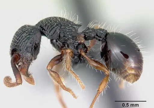 Myrmecina striata - CASENT0070295