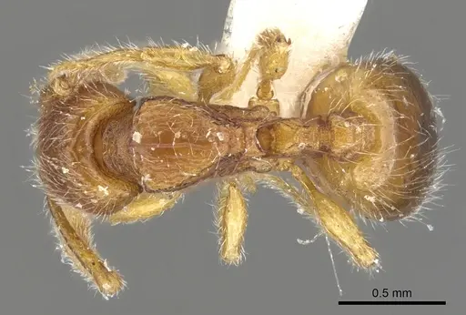 Myrmecina taiwana specimen