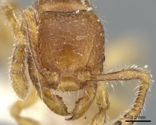 Myrmecina taiwana specimen