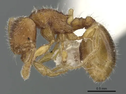 Myrmecina taiwana specimen