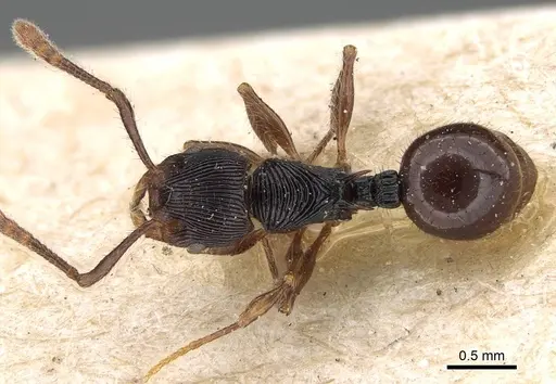 Myrmecina transversa specimen