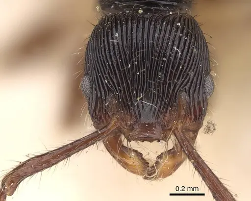 Myrmecina transversa specimen