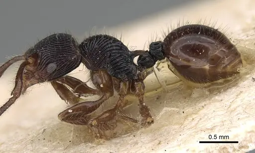 Myrmecina transversa specimen