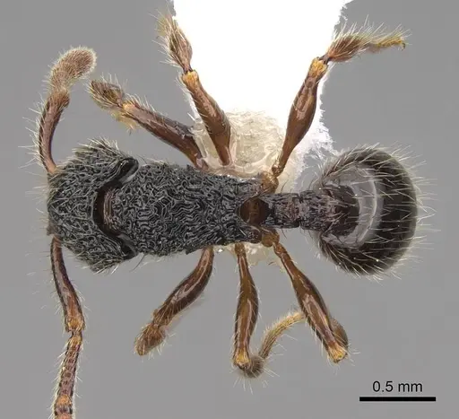 Myrmecina tridentata specimen