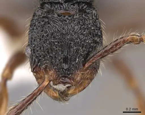 Myrmecina tridentata specimen