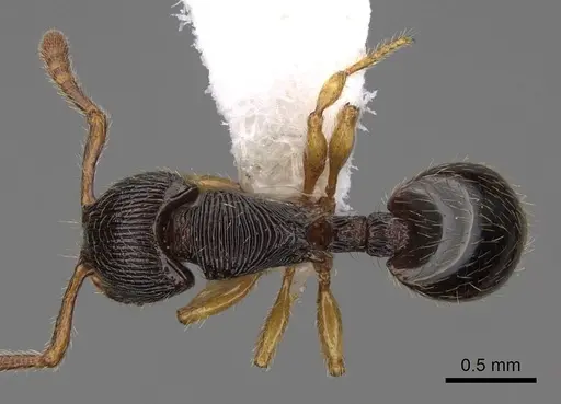 Myrmecina urbanii specimen