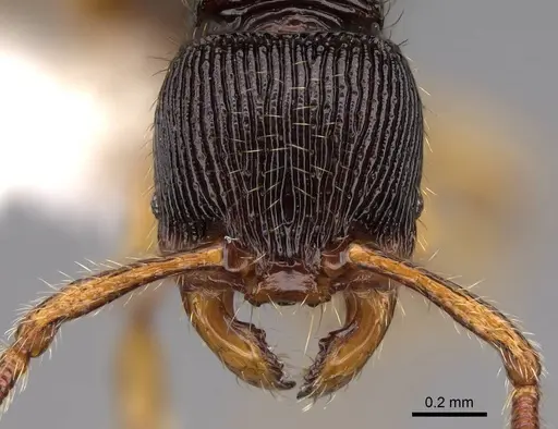 Myrmecina urbanii specimen