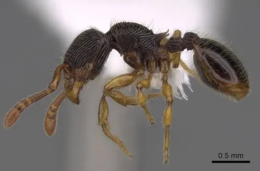 Myrmecina urbanii specimen