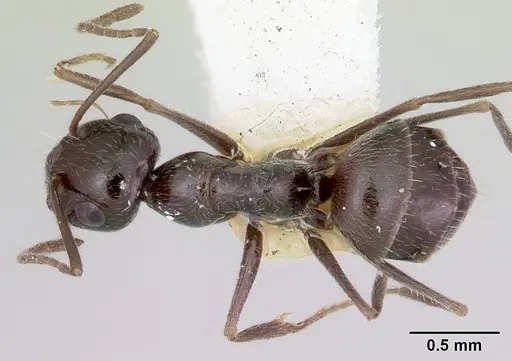 Myrmecocystus arenarius specimen