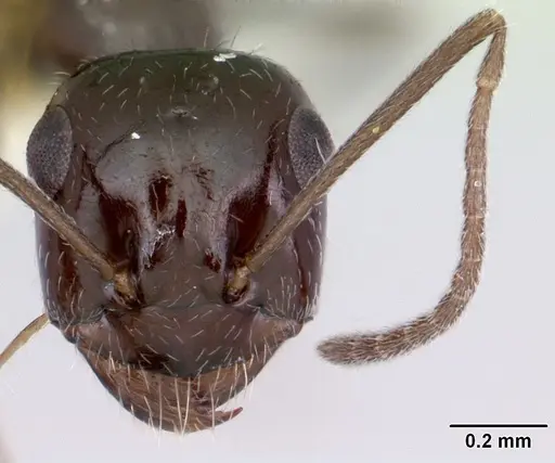 Myrmecocystus arenarius specimen