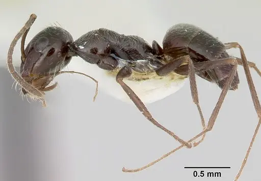 Myrmecocystus arenarius specimen