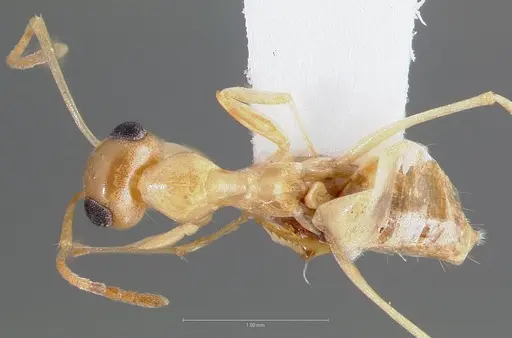 Myrmecocystus christineae specimen