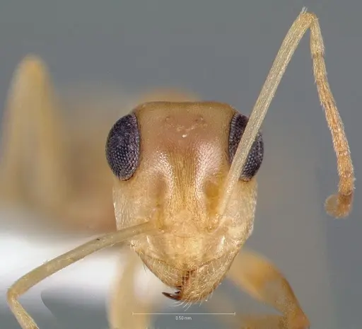 Myrmecocystus christineae specimen