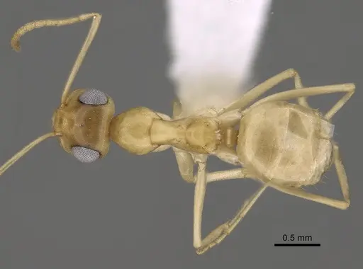 Myrmecocystus christineae - CASENT0280530