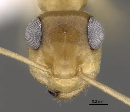 Myrmecocystus christineae - CASENT0280530