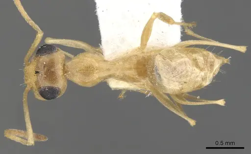 Myrmecocystus christineae - CASENT0903199