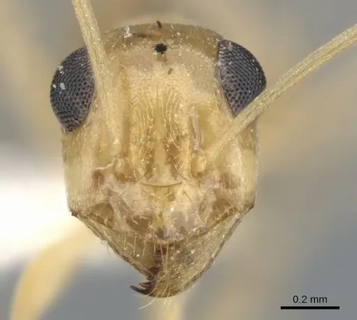 Myrmecocystus christineae - CASENT0903199