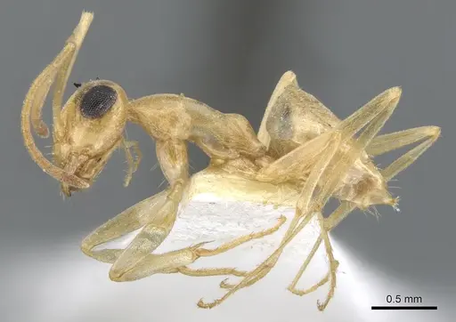 Myrmecocystus christineae - CASENT0903199