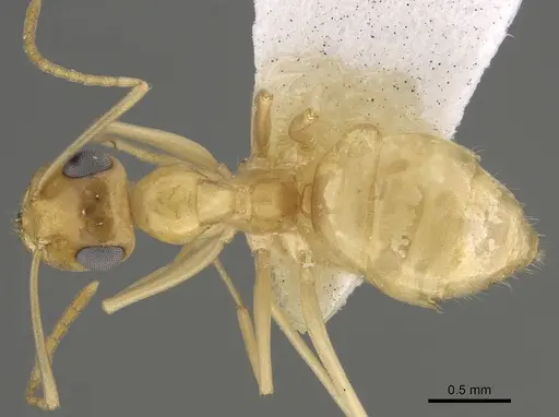 Myrmecocystus christineae - CASENT0923358