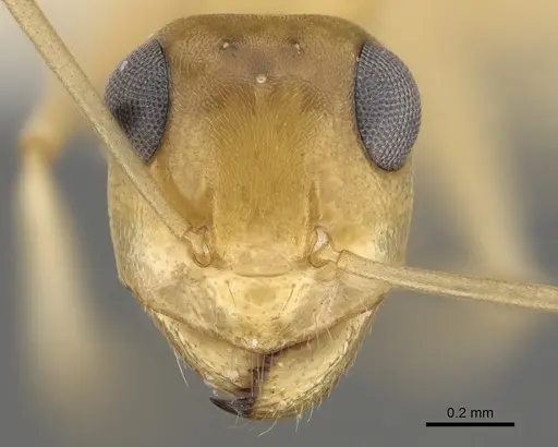 Myrmecocystus christineae - CASENT0923358