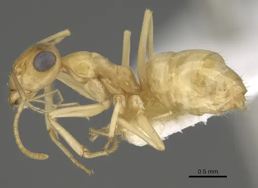 Myrmecocystus christineae - CASENT0923358