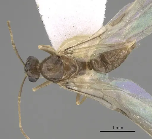 Myrmecocystus christineae - CASENT0923363