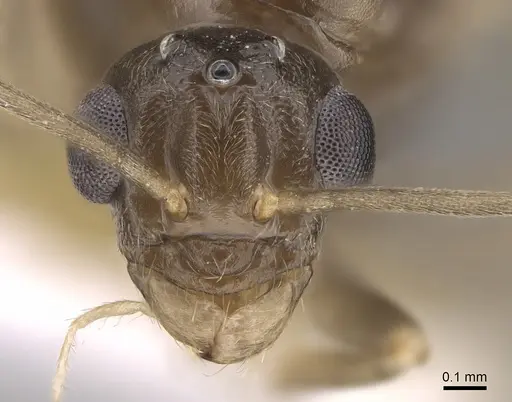 Myrmecocystus christineae - CASENT0923363