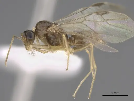 Myrmecocystus christineae - CASENT0923363