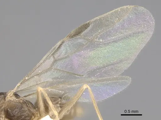 Myrmecocystus christineae - CASENT0923363