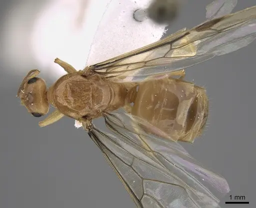 Myrmecocystus christineae - CASENT0923364