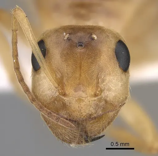 Myrmecocystus christineae - CASENT0923364