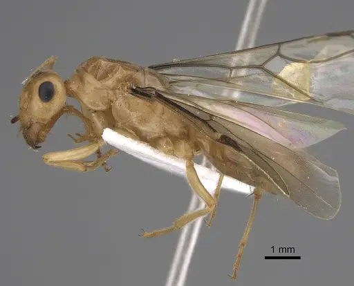 Myrmecocystus christineae - CASENT0923364