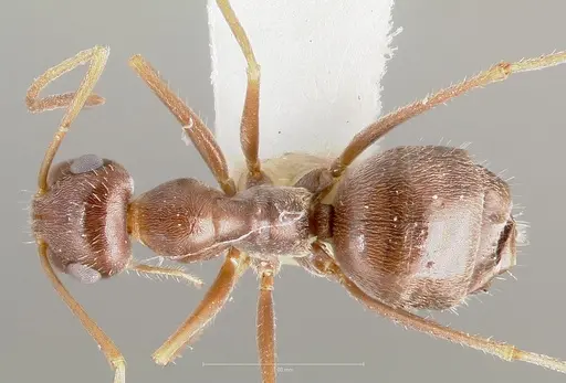 Myrmecocystus colei specimen