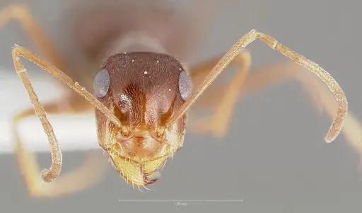 Myrmecocystus colei specimen