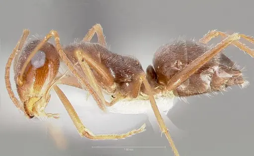 Myrmecocystus colei specimen