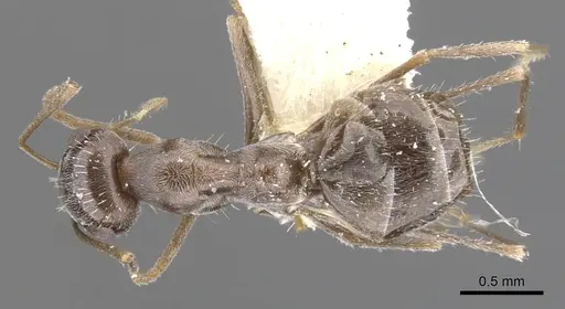 Myrmecocystus colei - CASENT0903195