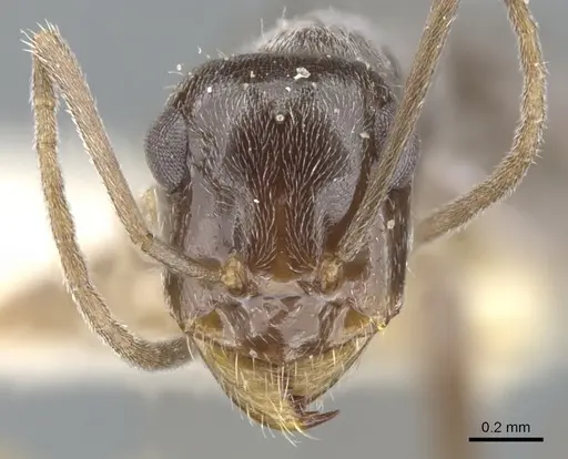 Myrmecocystus colei - CASENT0903195