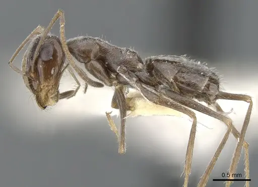 Myrmecocystus colei - CASENT0903195