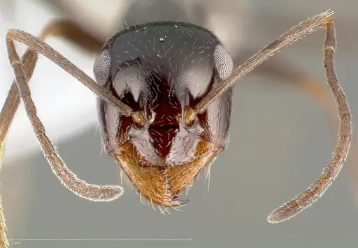 Myrmecocystus creightoni specimen