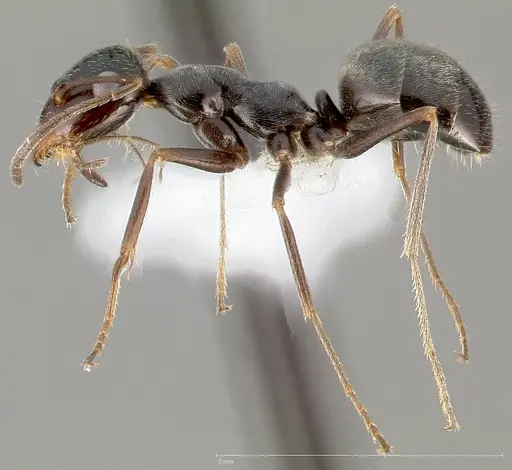 Myrmecocystus creightoni specimen
