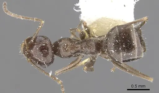 Myrmecocystus creightoni - CASENT0903196