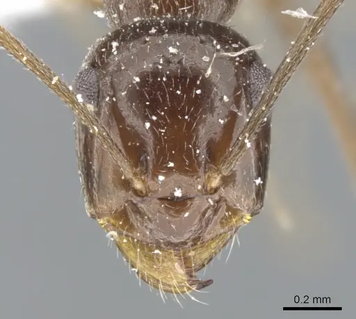 Myrmecocystus creightoni - CASENT0903196