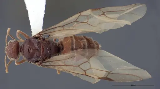 Myrmecocystus creightoni - FMNHINS0000083104